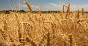 Crop Storage News Today And Tomorrow