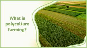 Polyculture And Multi-Crop Farming News Explained