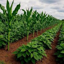 Spice Cultivation Latest Techniques Simple Guide