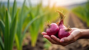 The image shows advanced machinery optimizing onion cultivation for growers in a field.